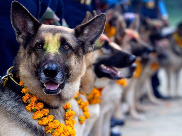 कुकुरलाई पूजासहित मीठा खानेकुरा खान दिएर आज कुकुर तिहार मनाइँदै